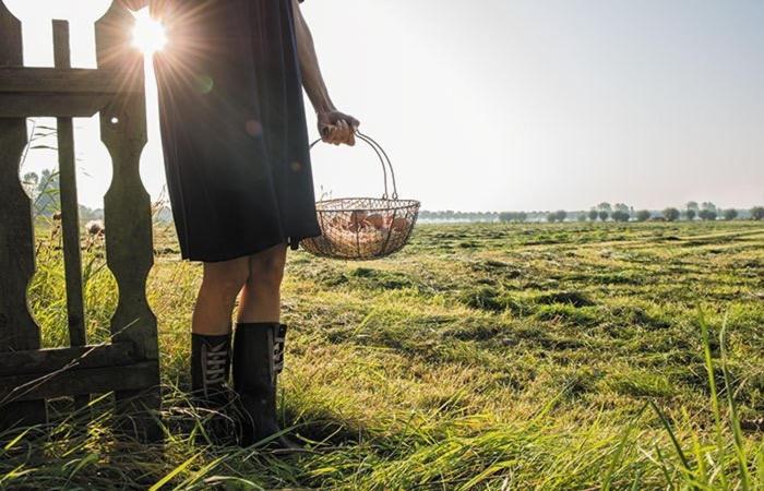 Bed En Brood In De Kapschuur - Boerderij De Zuiderkrib Panzió Kraggenburg Kültér fotó